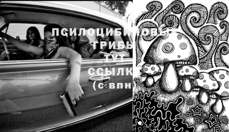 Галлюциногенные грибы Psilocybine cubensis  Армянск 